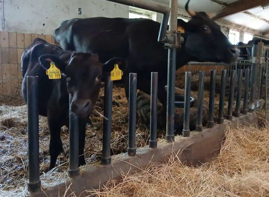 Wagyu Kühe mit Kalb - Bild 3