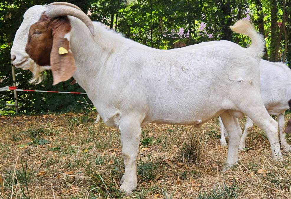 Burenziegenbock/Ziegenbock – zutraulich, gesund und deckerprobt - Bild 1