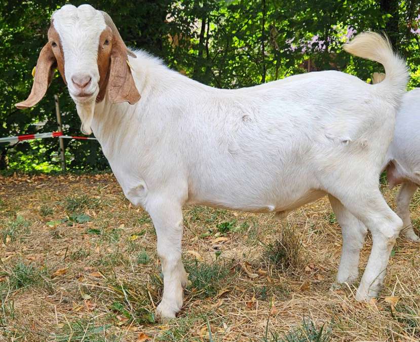 Burenziegenbock/Ziegenbock – zutraulich, gesund und deckerprobt - Bild 2
