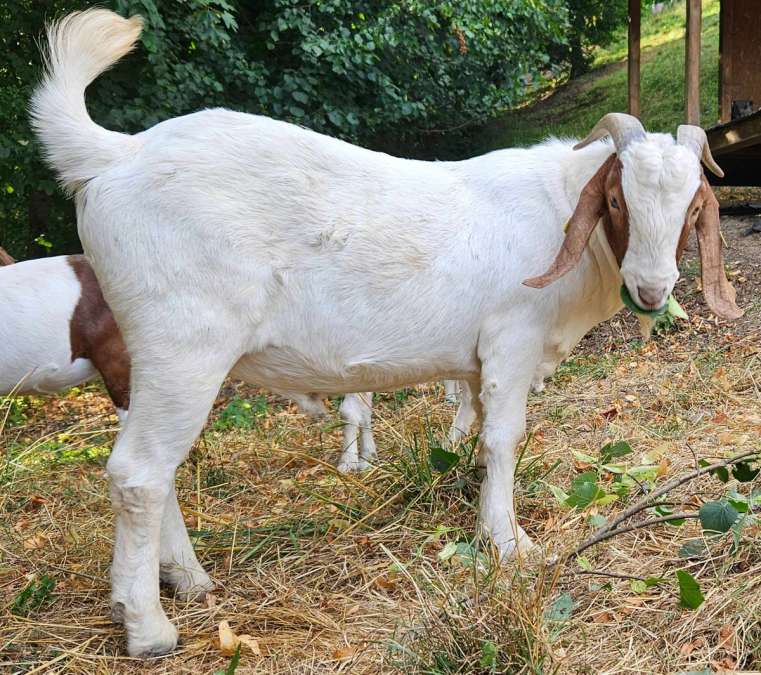 Burenziegenbock/Ziegenbock – zutraulich, gesund und deckerprobt - Bild 3
