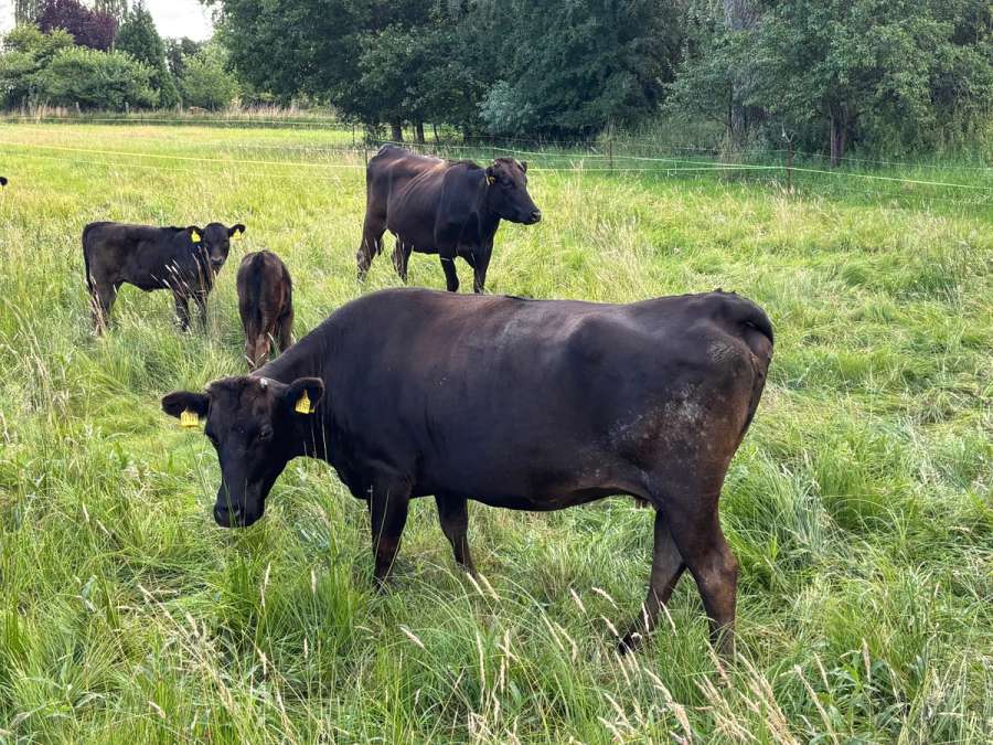 Fullblood Wagyu Mutterkuh – tragend – bewährte Zuchtkuh - Bild 1