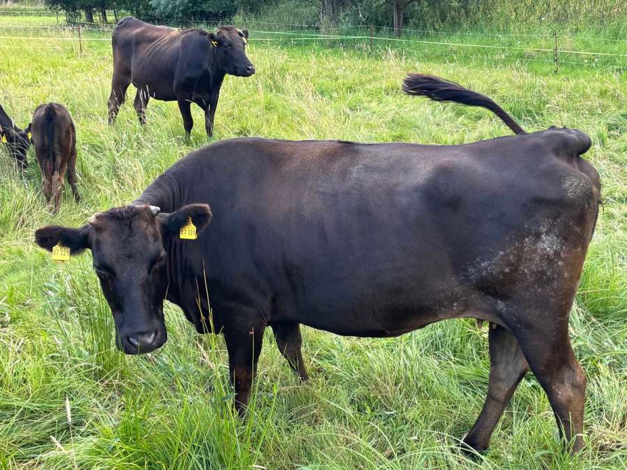 Fullblood Wagyu Mutterkuh – tragend – bewährte Zuchtkuh - Bild 2