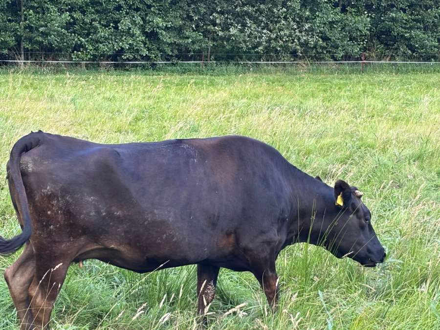 Fullblood Wagyu Mutterkuh – tragend – bewährte Zuchtkuh - Bild 3