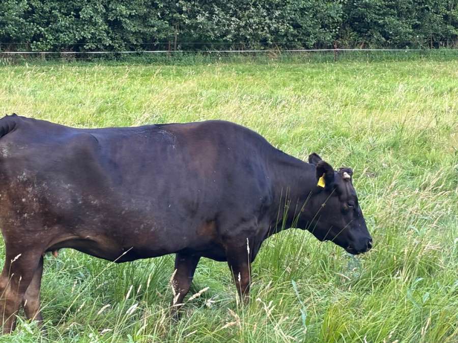 Fullblood Wagyu Mutterkuh – tragend – bewährte Zuchtkuh - Bild 4