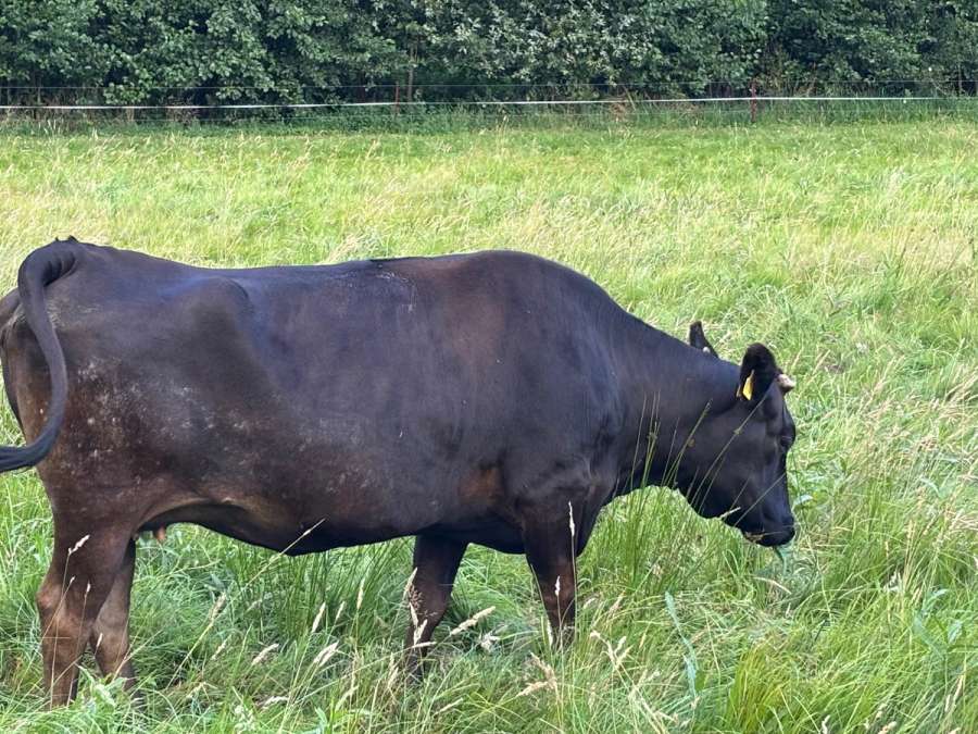 Fullblood Wagyu Mutterkuh – tragend – bewährte Zuchtkuh - Bild 5