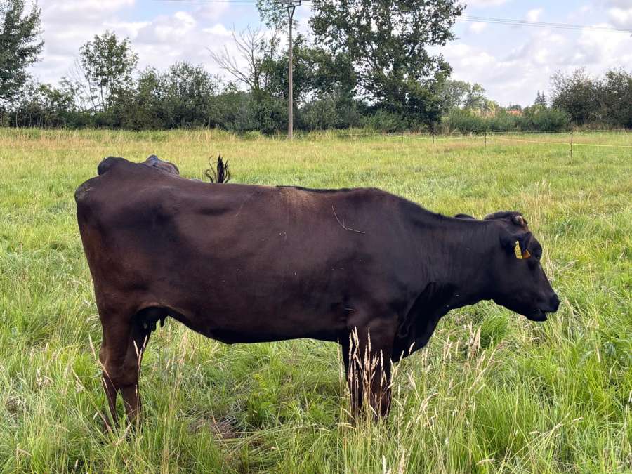 Fullblood Wagyu Mutterkuh – tragend – bewährte Zuchtkuh - Bild 6