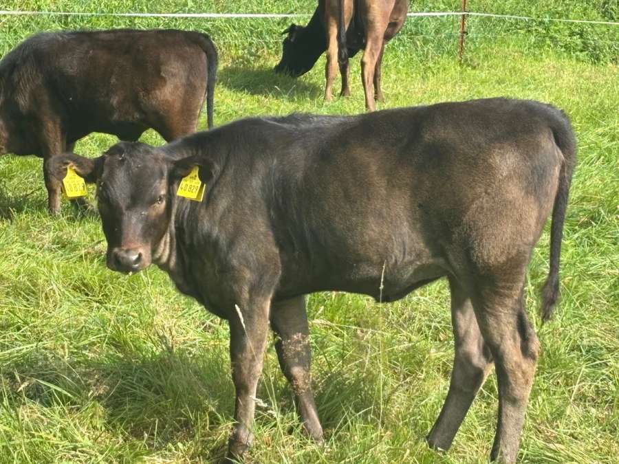 Fullblood Wagyu Mutterkuh – tragend – bewährte Zuchtkuh - Bild 7