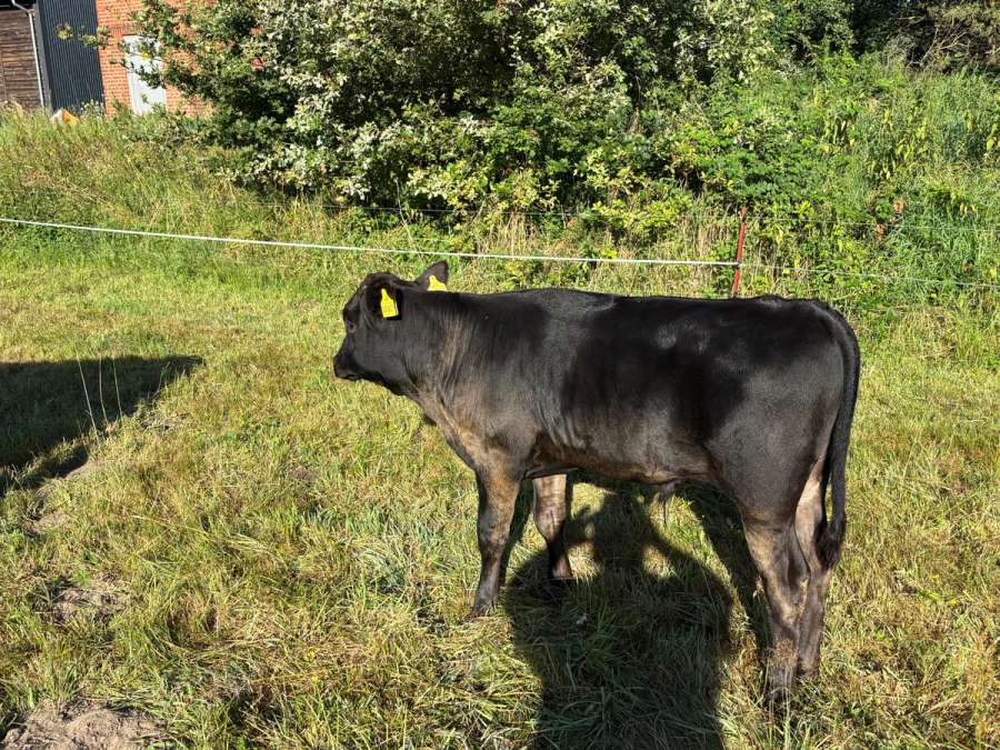 Wagyu Fullblood Bullenkalb - Bild 1