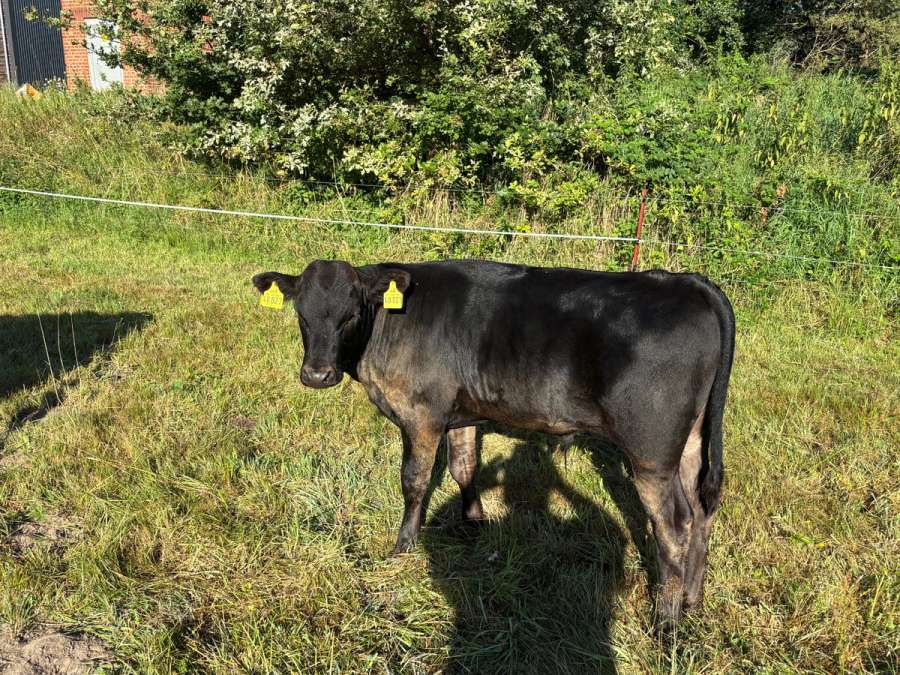 Wagyu Fullblood Bullenkalb - Bild 2