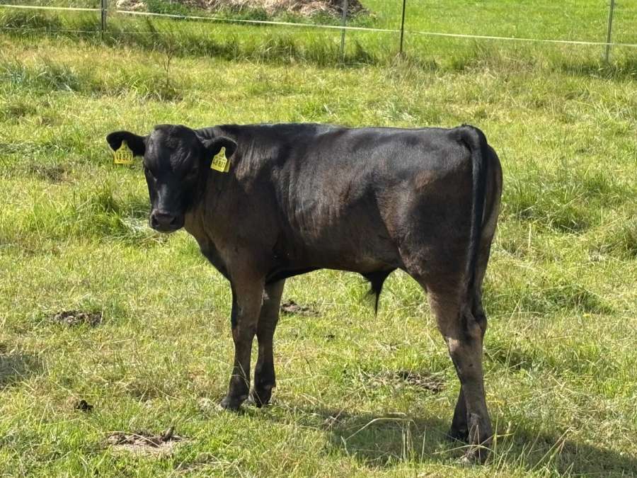 Wagyu Fullblood Bullenkalb - Bild 3