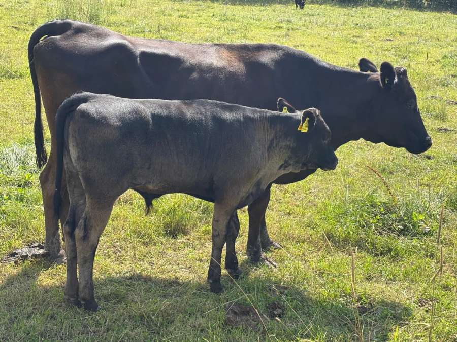 Wagyu Fullblood Bullenkalb - Bild 5