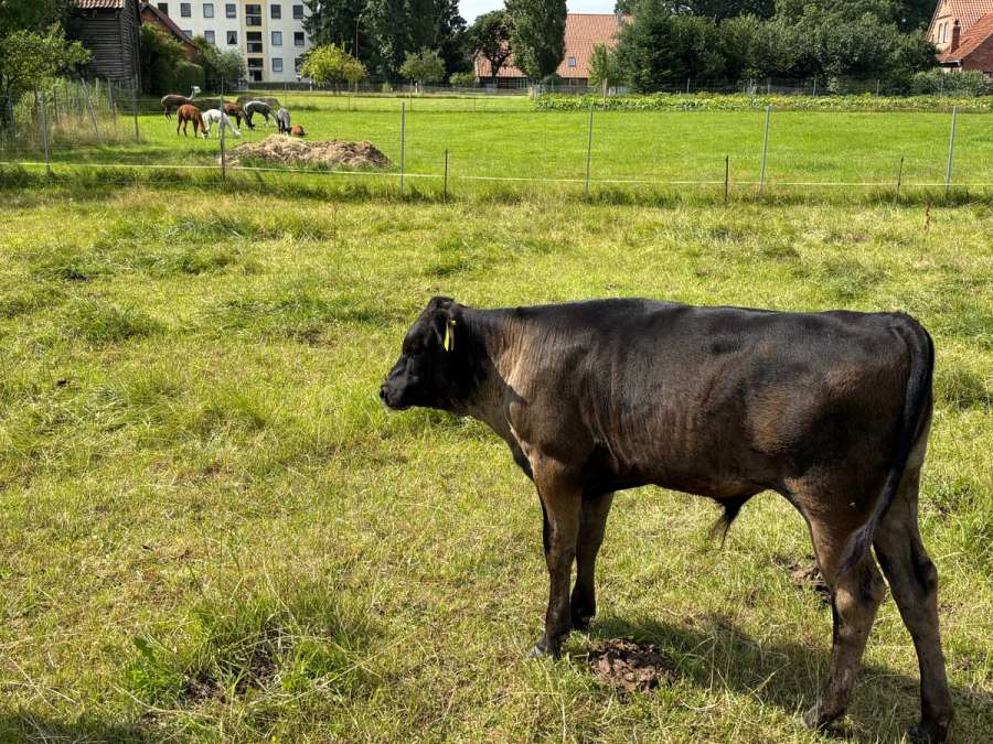 Wagyu Fullblood Bullenkalb - Bild 6