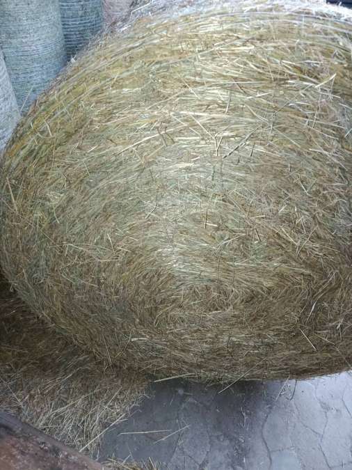Heu Rundballen - Bild 6
