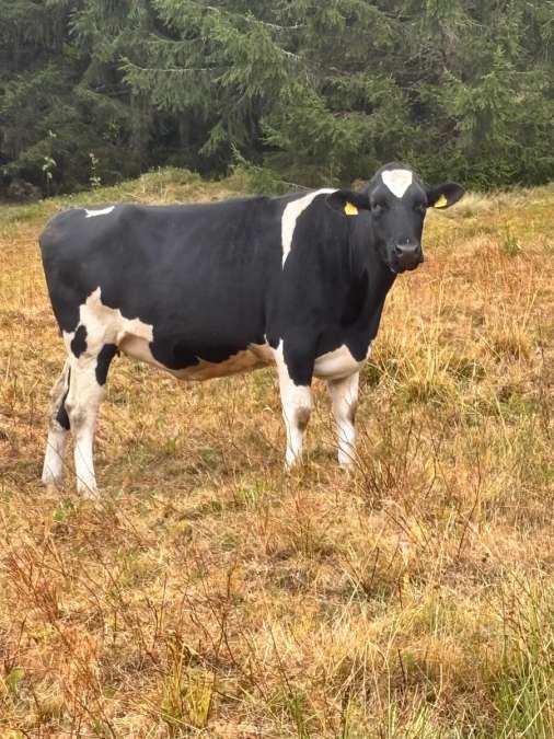 Holstein-Rbt + Holstein-Sbt - Bild 1