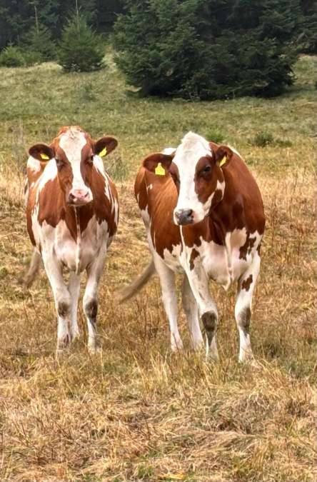 Holstein-Rbt + Holstein-Sbt - Bild 2