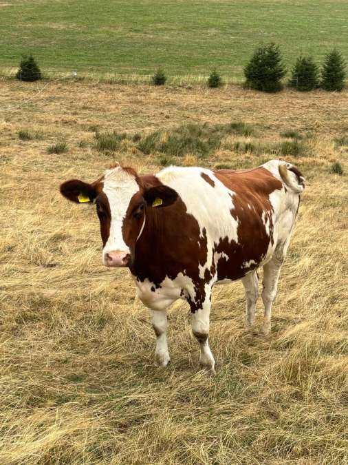 Holstein-Rbt + Holstein-Sbt - Bild 3