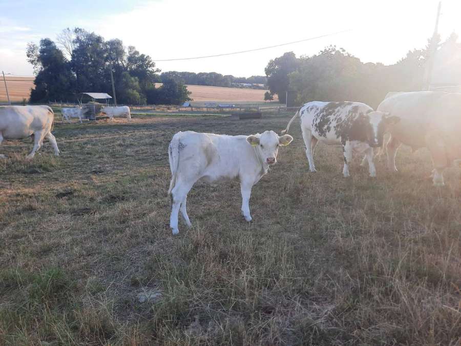 3 Mutterkühe abzugeben - Bild 2