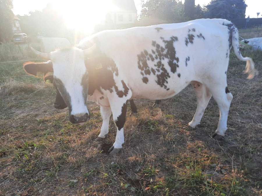 3 Mutterkühe abzugeben - Bild 4