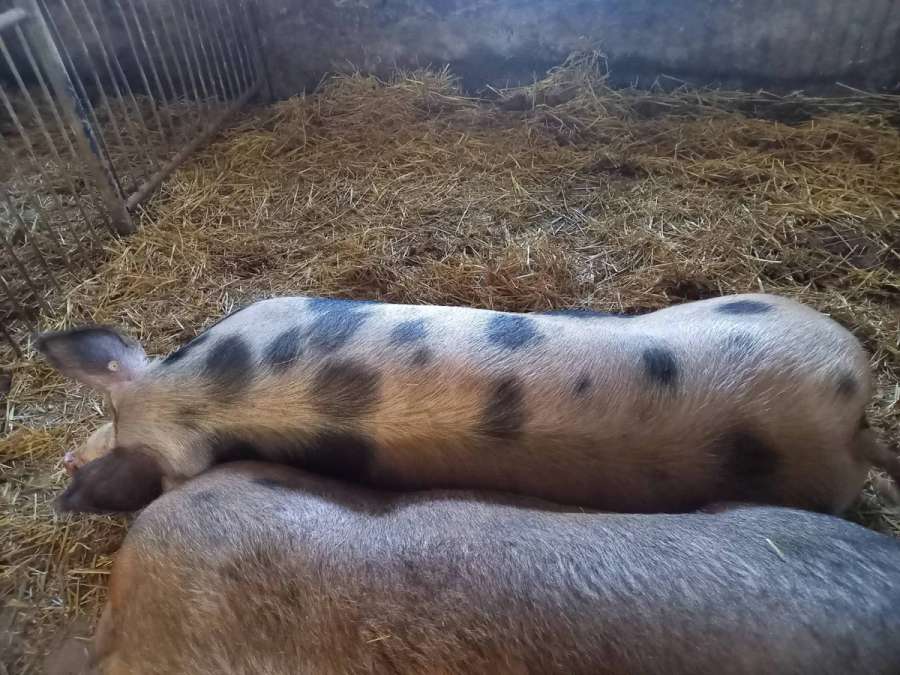 Zuchtsauen, Schweine - Bild 1