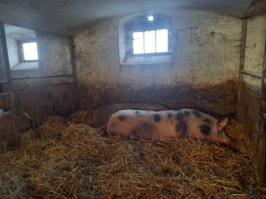 Zuchtsauen, Schweine - Bild 2