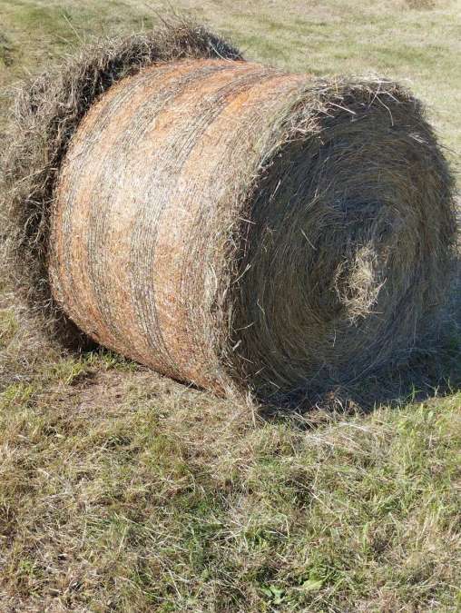 Heu, später 2. Schnitt,Grummt - Bild 1
