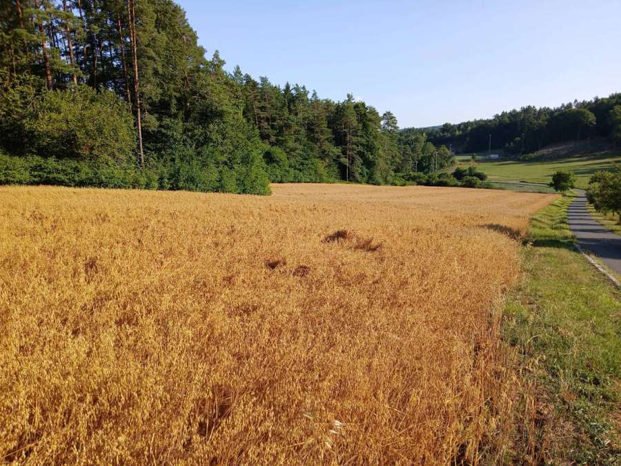 Frisch Gedroschener Hafer - Bild 1