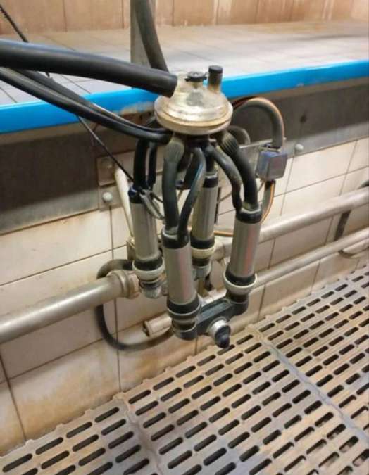 DeLaval Melkstand in Doppel 4 Fischgrät-Bauweise - Bild 4