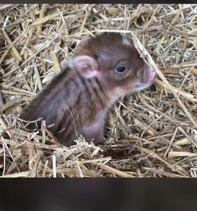 Micro Schwein - Bild 1