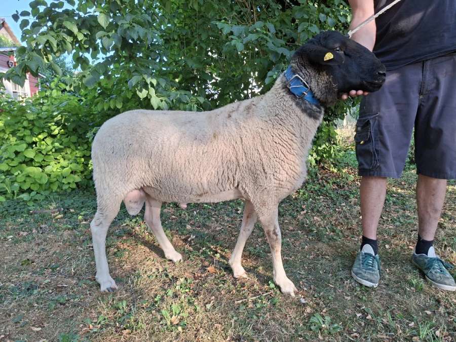 Gekörter Rhönschaf(e)bock - WK I - 8/7/7 - Bild 1