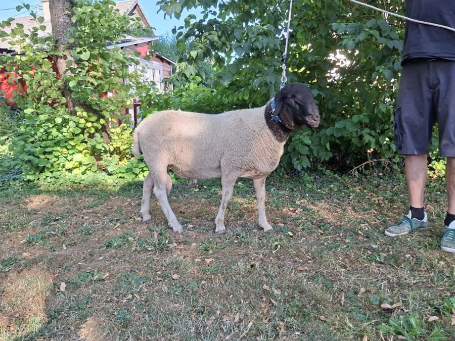 Gekörter Rhönschaf(e)bock - WK I - 8/8/8 - Bild 1