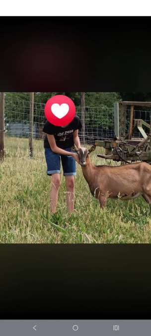 2 jährige kastrierte Ziege abzugeben Liebevolles Zuhause gesucht - Bild 1