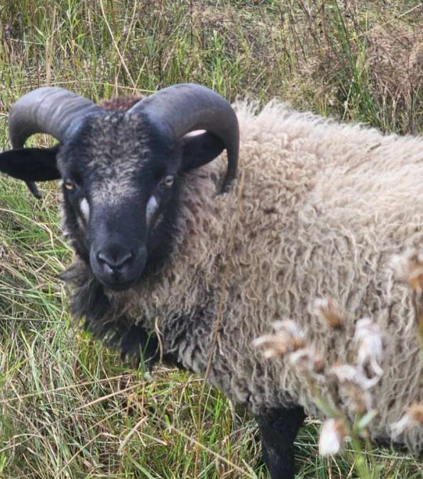 Reinrassige Shetlandschafe Absetzer m/w - Bild 1