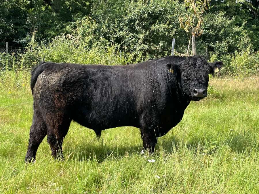 Jordan Bio Galloway Zuchtbulle - Bild 1