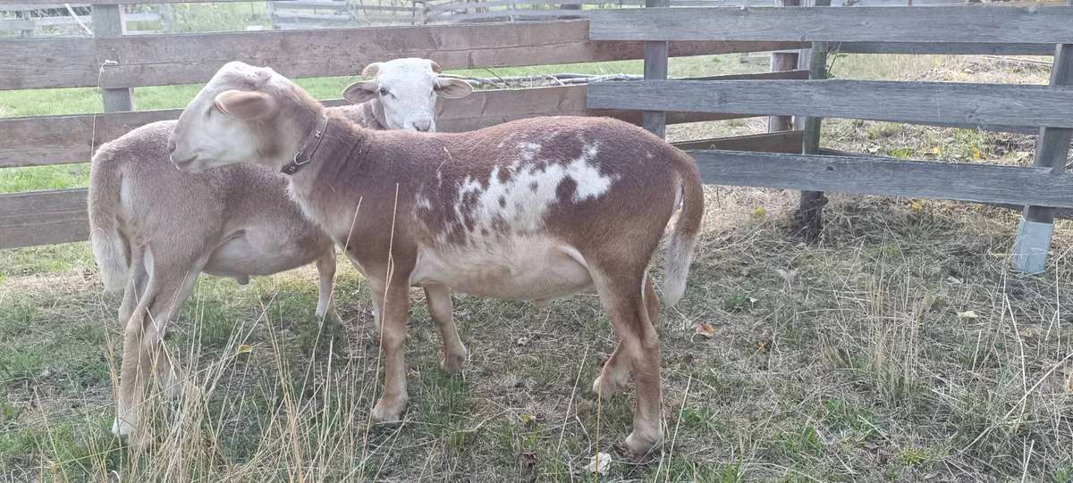 Braune Haarschafe (ehemals Nolana Landschaf)