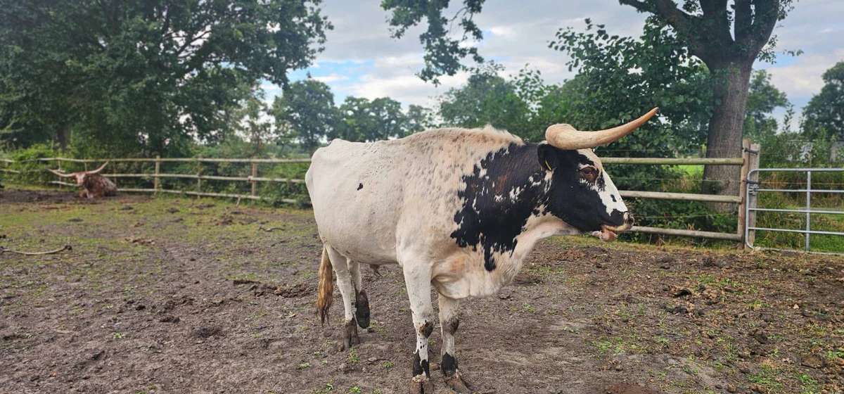 Texas Longhorn - Bild 1