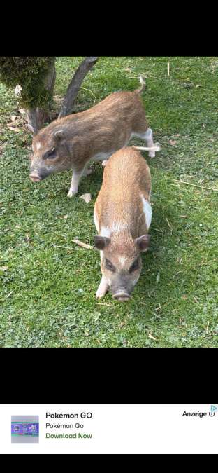 Micro Schweine - Bild 1