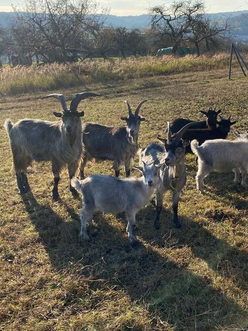 Blobe Ziege Österreich Tirol Gebirgsziege HB Bock Zuchttiere Goaß - Bild 1