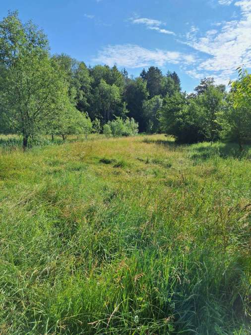 Wiese zum abernten zu vergeben - Bild 1