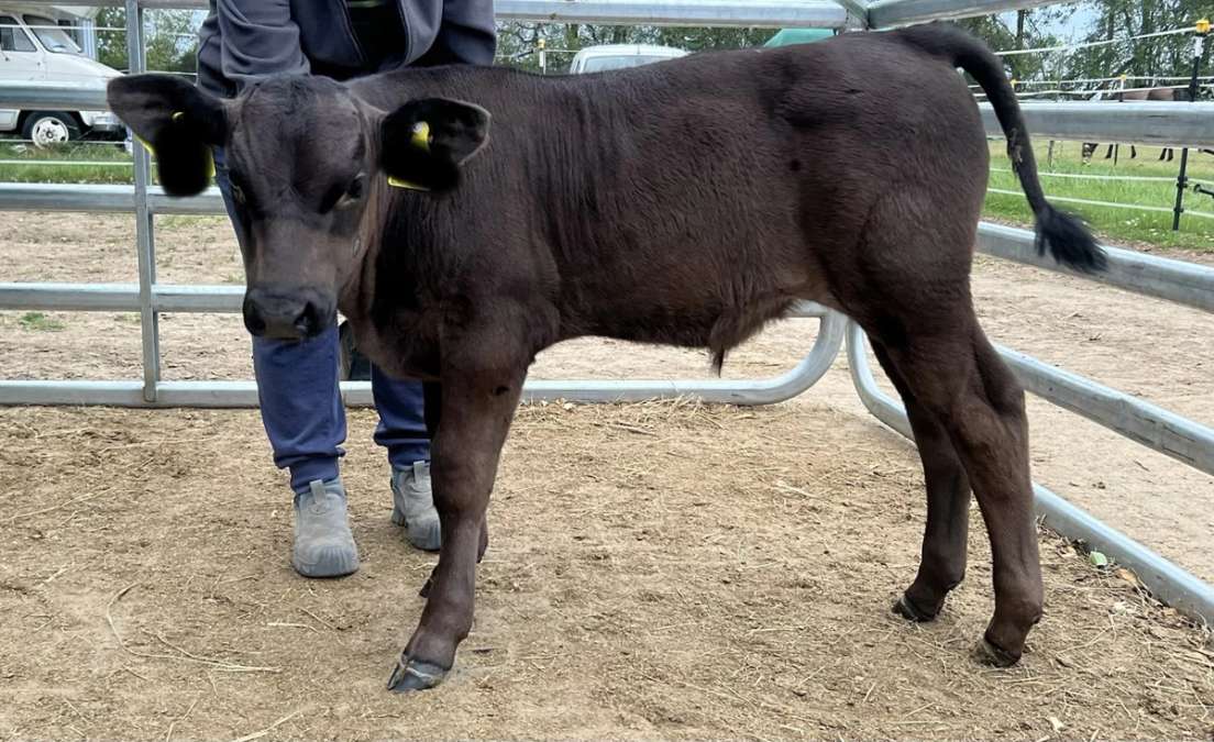 Wagyu Fullblood Bullenkalb Herdbuch - Bild 1