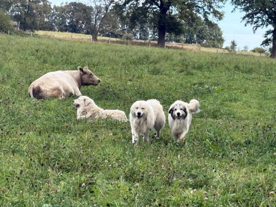 2 Herdenschutzhunde abzugeben - Bild 1