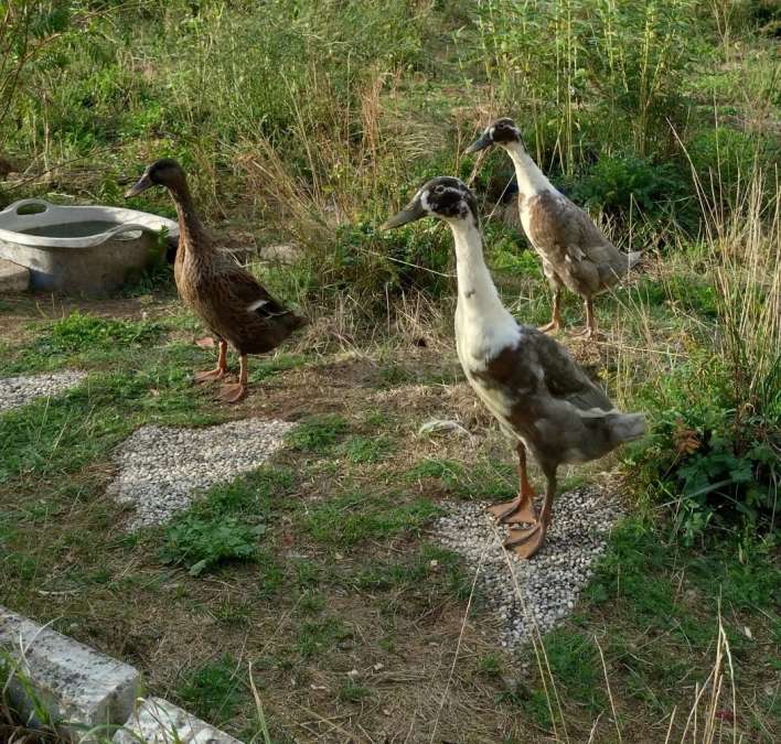 Laufentengruppe - Bild 1