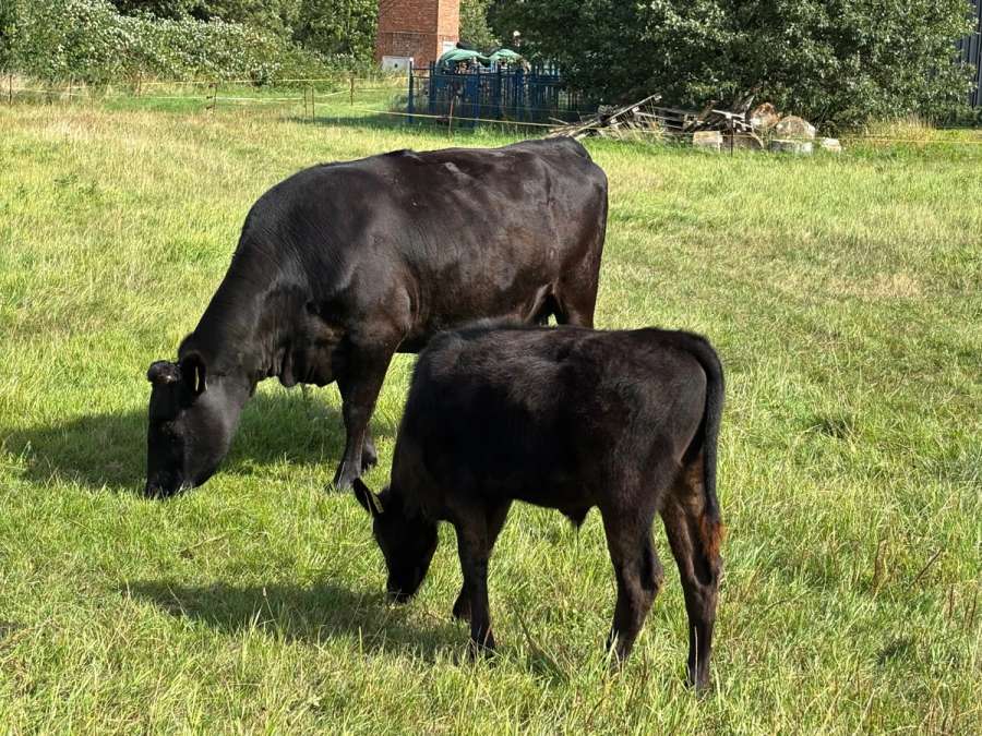 Wagyu Fullblood Bullenkalb | Sohn Circle8Bulls T338 | AWA - Bild 1