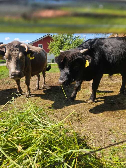 3 Dahomey Minikuh  Stier, Kuh und Kalbin - Bild 1