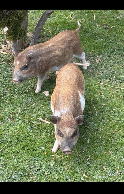Micro Schweine - Bild 1