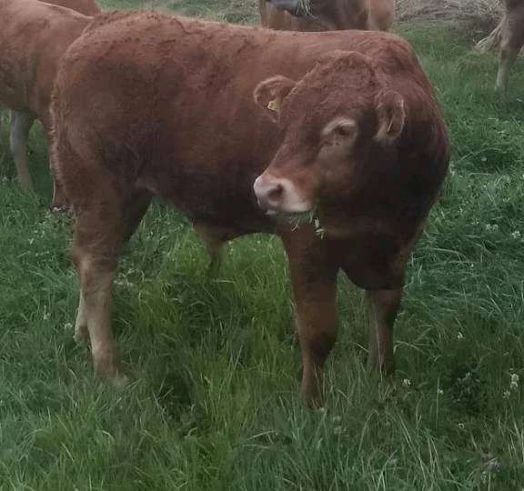 Verkaufe männliche Limousin Absetzer, Bio Status - Bild 1