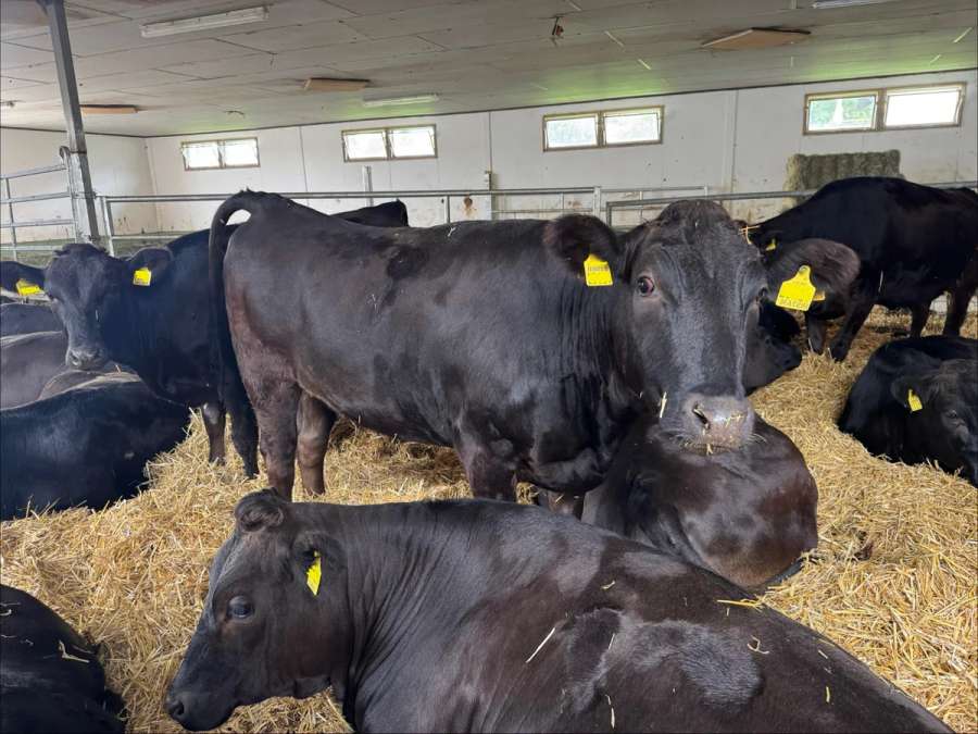 Wagyu Färsen