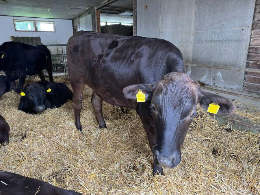 Wagyu Ochsen - Bild 1