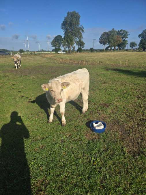 Charolais Zucht Tier - Bild 1