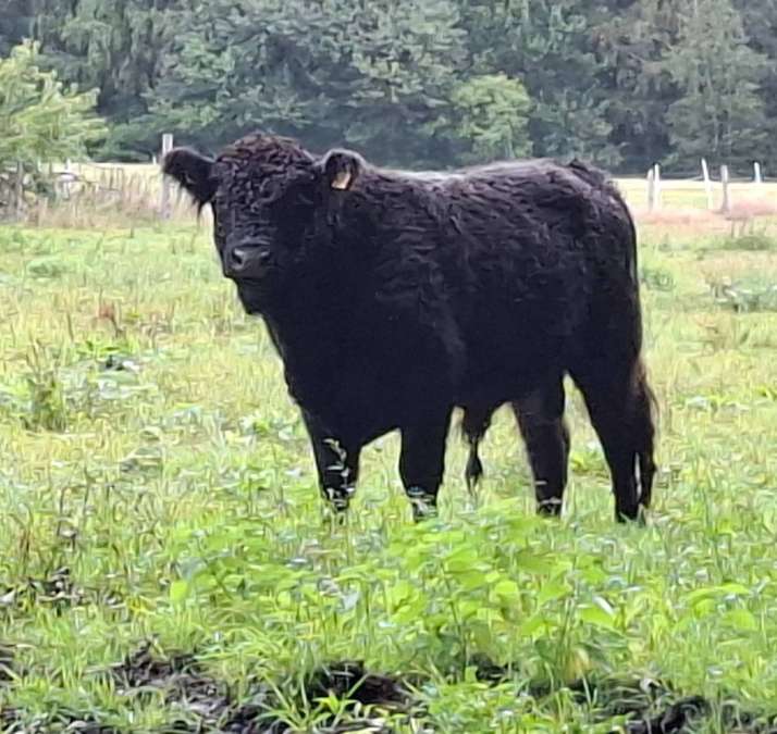 Galloways- Bullen - Bild 1