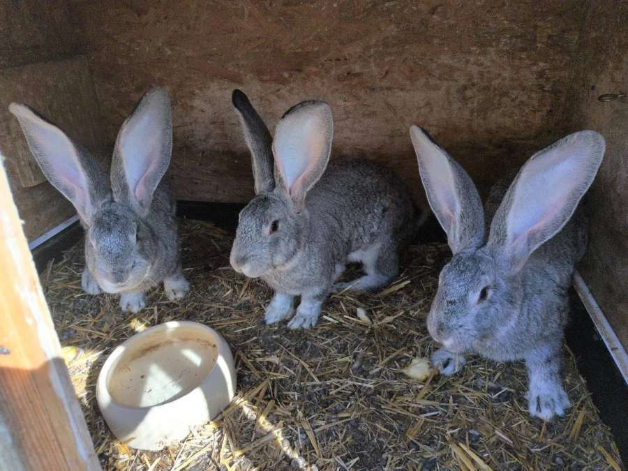 Zucht Deutsche Riesen Kaninchen Zum Verkauf verschiedener Farben - Bild 1